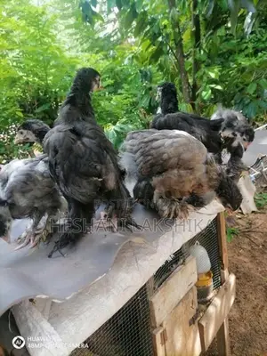 Brahma Pataw