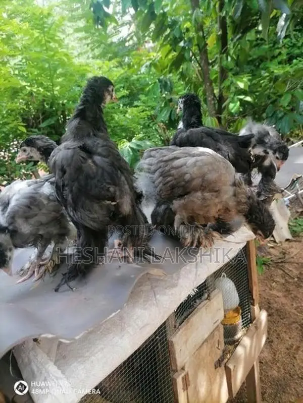 Brahma Pataw
