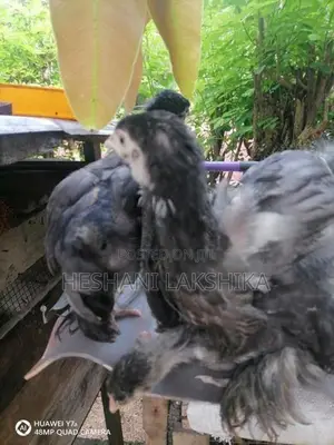 Brahma Pataw