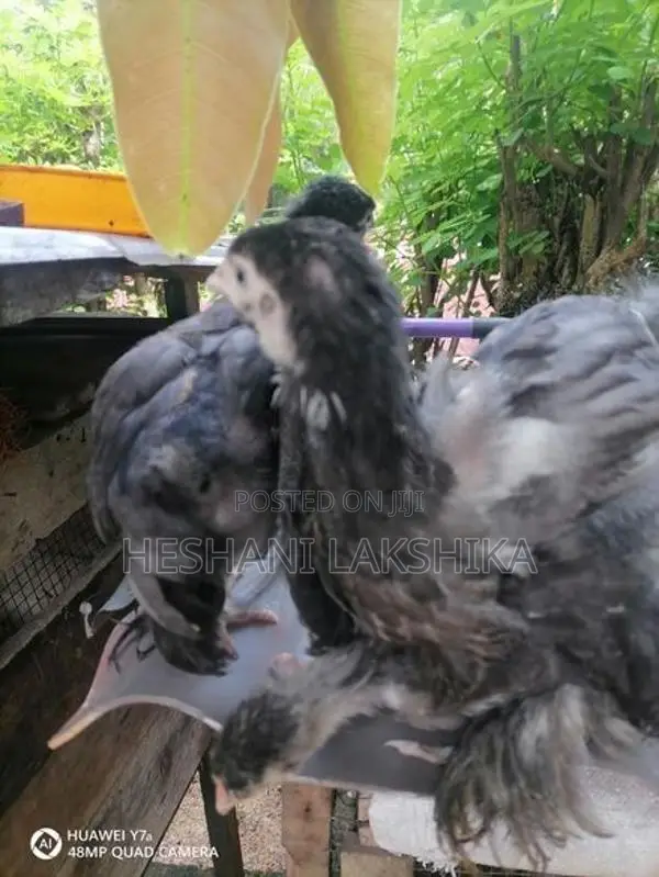 Brahma Pataw