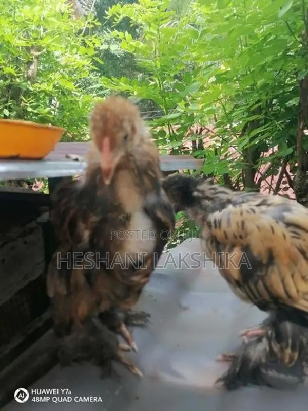 Brahma Pataw