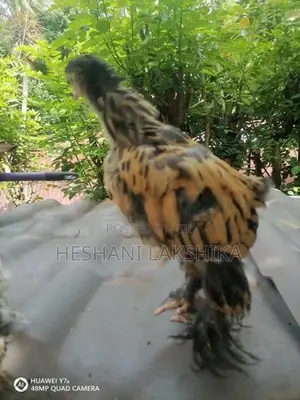 Brahma Pataw