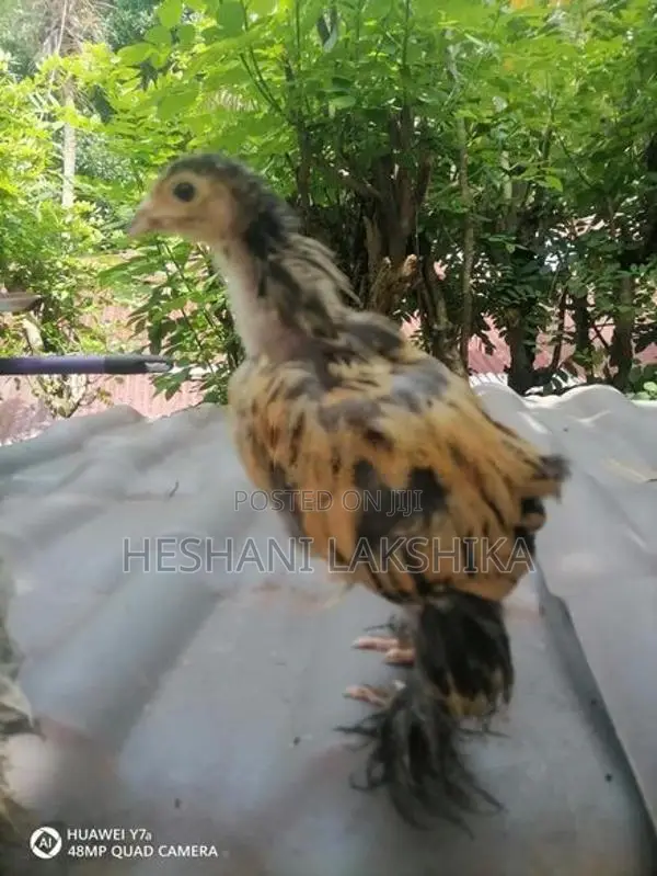 Brahma Pataw