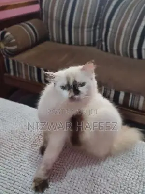 Himalayan Cat