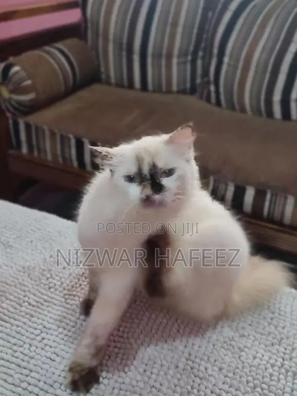 Himalayan Cat