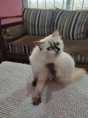 Himalayan Cat