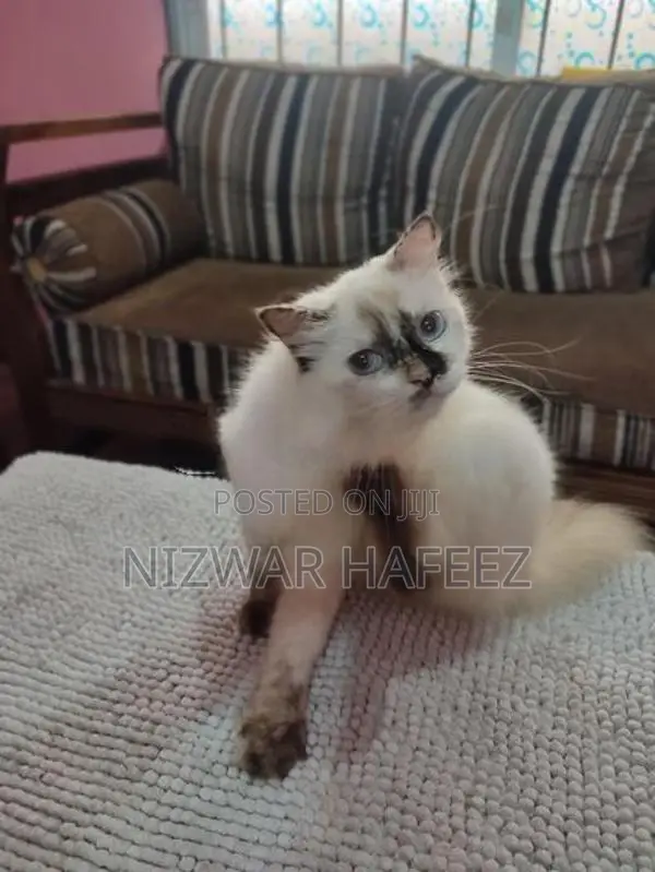 Himalayan Cat