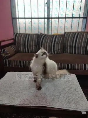 Himalayan Cat
