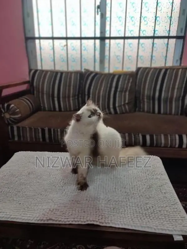 Himalayan Cat
