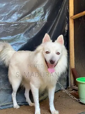 Pomeranian Dog Male