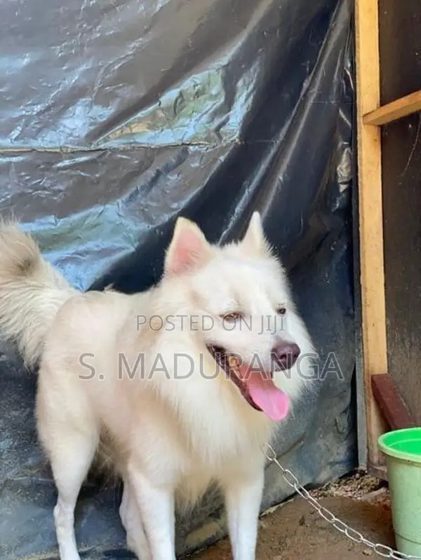 Pomeranian Dog Male
