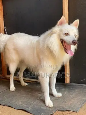 Pomeranian Dog Male
