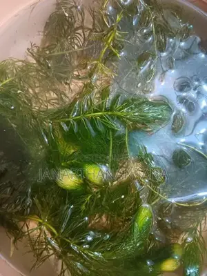 Foxtail Aquarium Plant For Fish Tanks