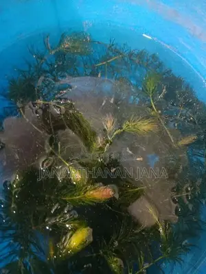 Foxtail Aquarium Plant For Fish Tanks
