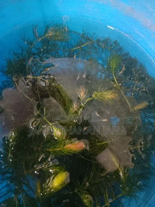 Foxtail Aquarium Plant For Fish Tanks