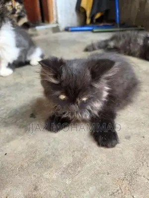 Persian Kitten