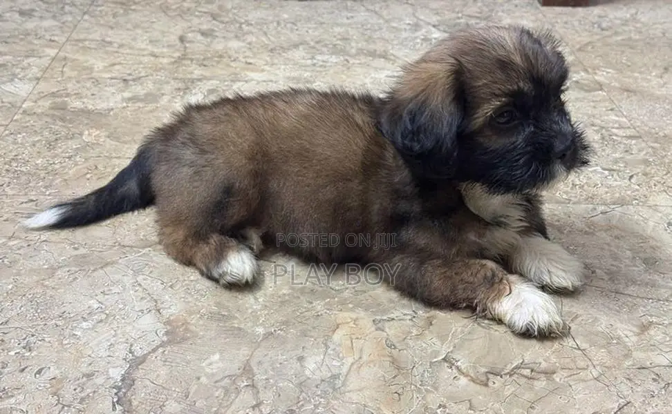 ShihTzu Puppies