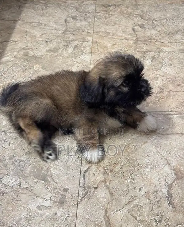 ShihTzu Puppies