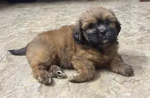 ShihTzu Puppies