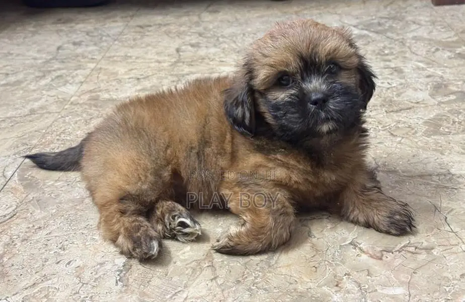 ShihTzu Puppies