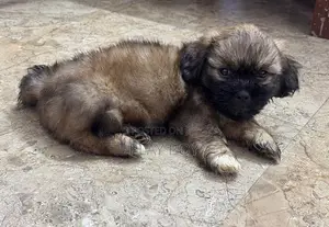 ShihTzu Puppies