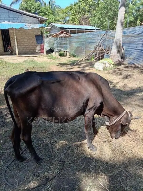 Harak