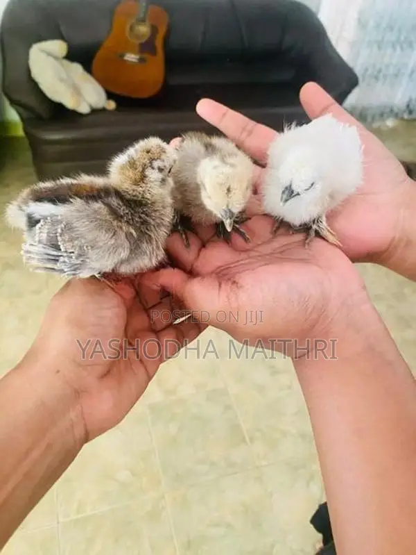 American Silkies