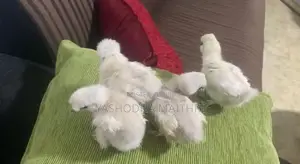 American Silkies