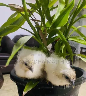 American Silkies