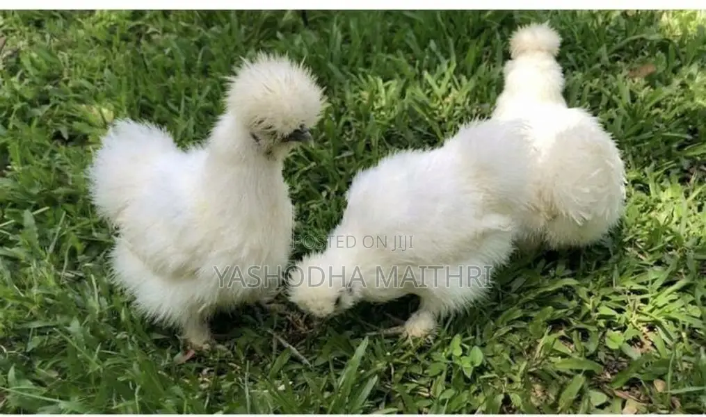 American Silkies