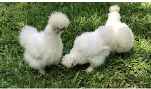American Silkies