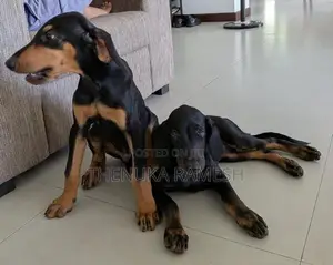 Doberman Puppies