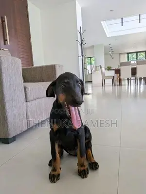 Doberman Puppies
