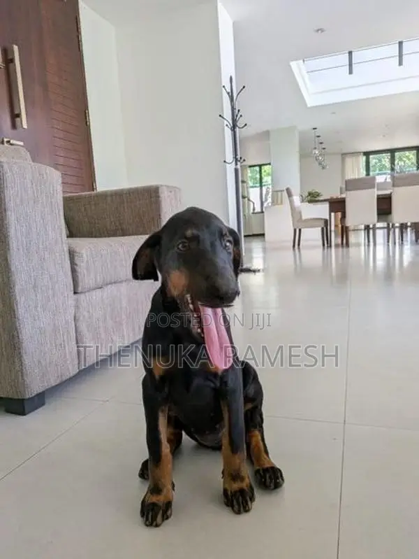 Doberman Puppies