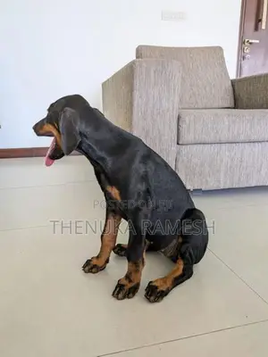 Doberman Puppies