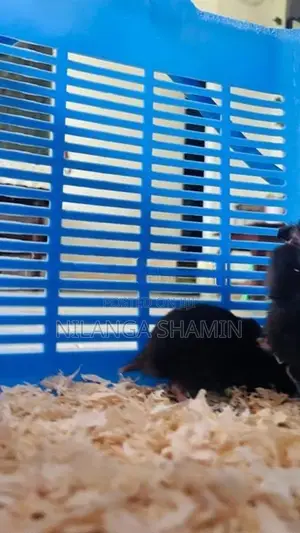 Syrian Hamster Babies