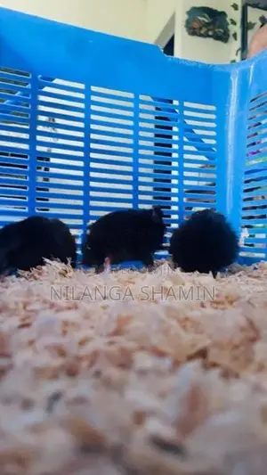 Syrian Hamster Babies