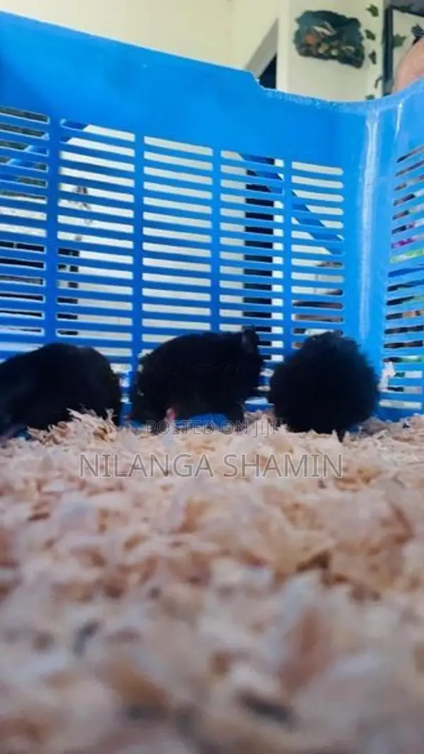 Syrian Hamster Babies