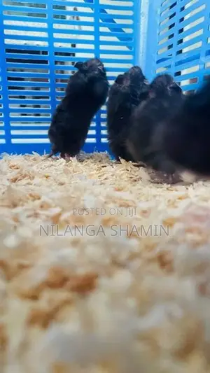 Syrian Hamster Babies