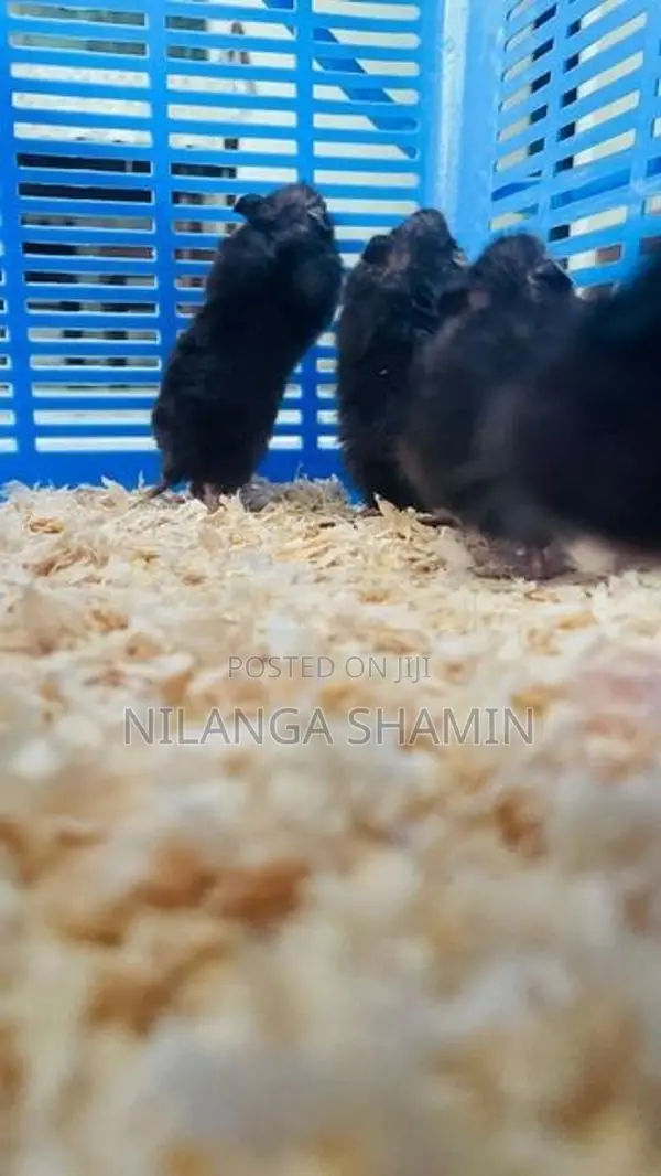 Syrian Hamster Babies