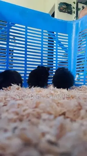 Syrian Hamster Babies