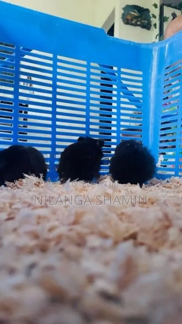 Syrian Hamster Babies