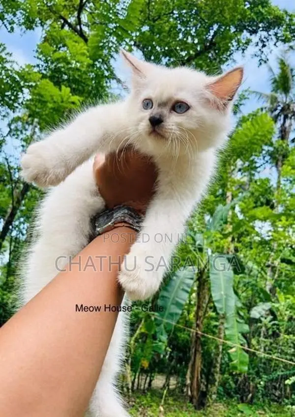 Persian Kittens