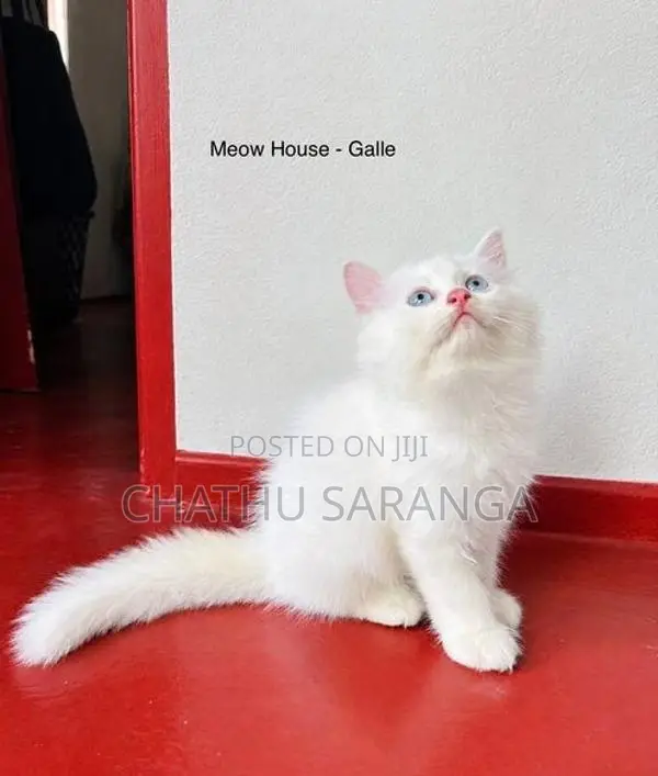 Persian Kittens