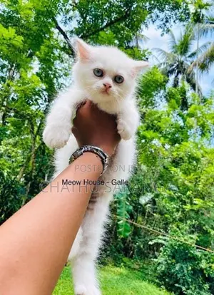 Persian Kittens