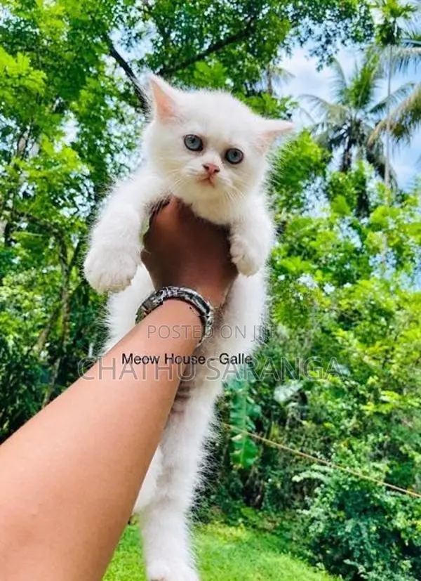 Persian Kittens