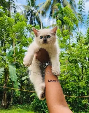 Persian Kittens