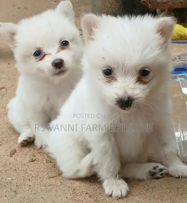 Pomeranian Puppies