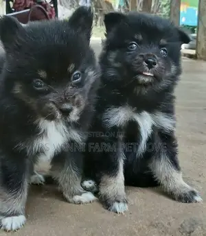 Pomeranian Puppies