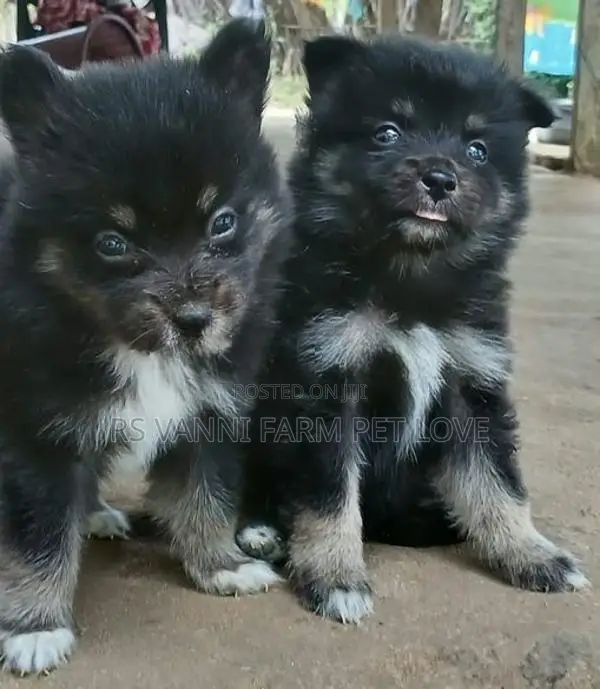 Pomeranian Puppies